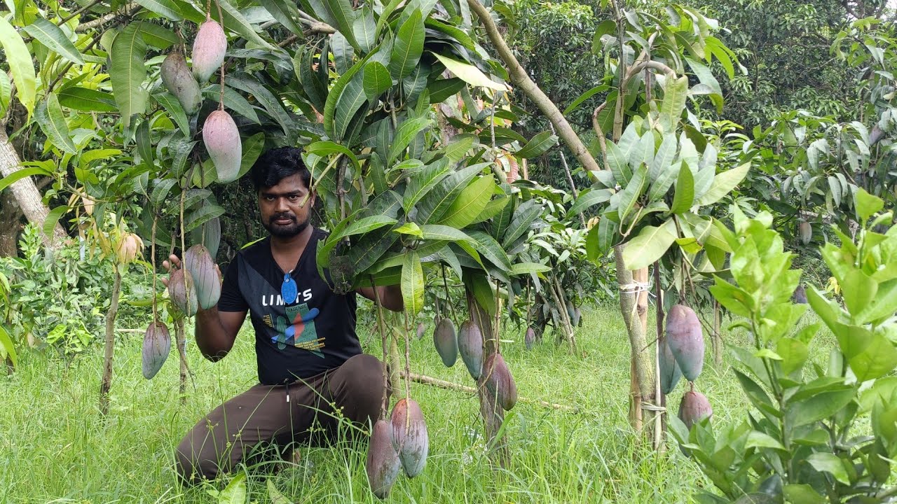 Xi shi mango