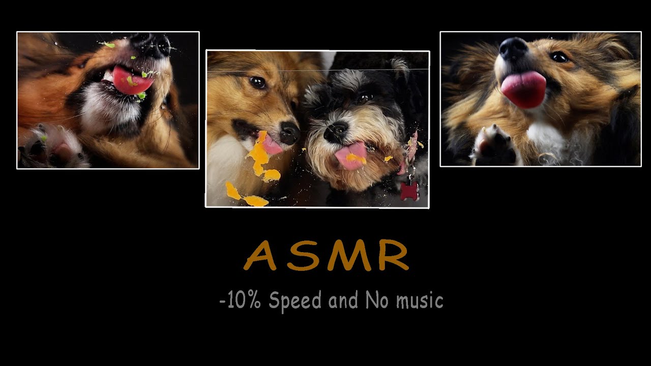 ASMR Dog Eating Sounds 🐶 Peanut Butter, Coconut Oil 🥥 Oddly Satisfying Tingly no talking