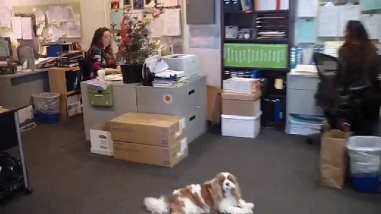Border Terrier and Cavalier King Charles Spaniel hanging out in the office
