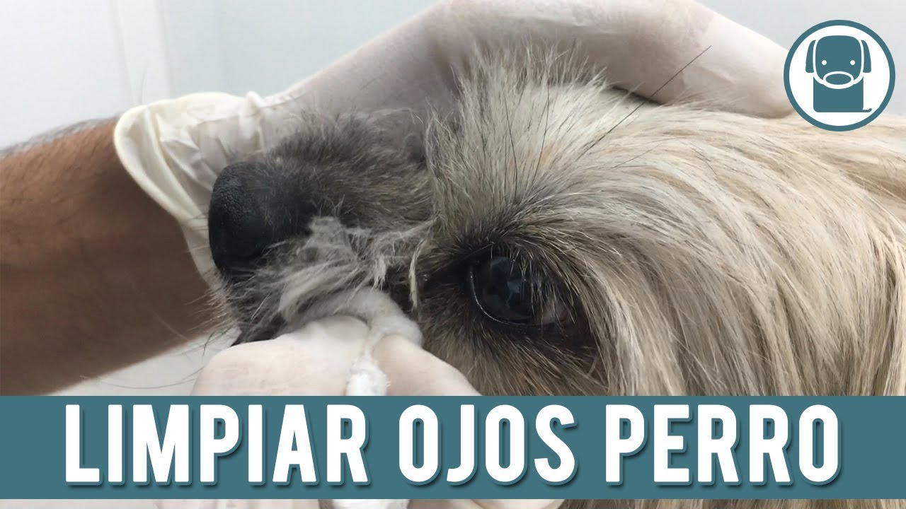 C&oacute;mo Limpiar Los Ojos De Un Perro
