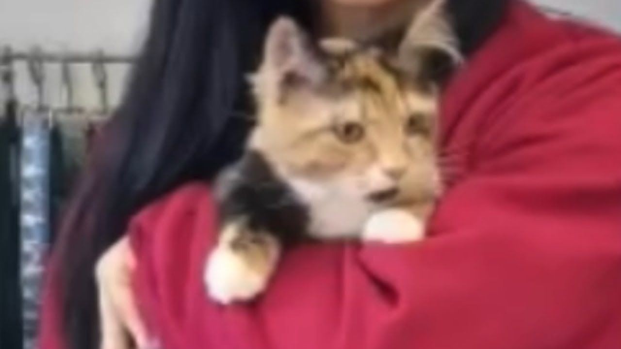 Кошка наслаждается жизнью после того, как мама приняла её за мальчика.