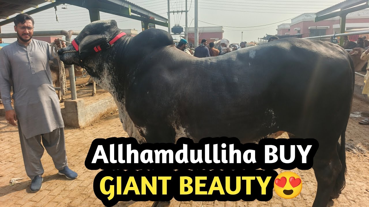 Allhamdulliha BUY GAINT BACHRA ALLHAMDULLIHA 🥰🤲🏻🥰|| @MultanAnimalLovers 