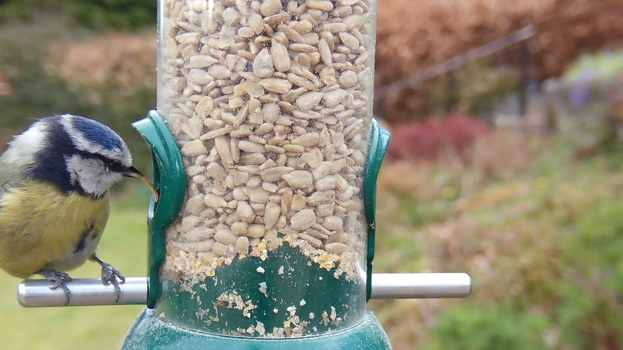 Blue tit with long/deformed beak.