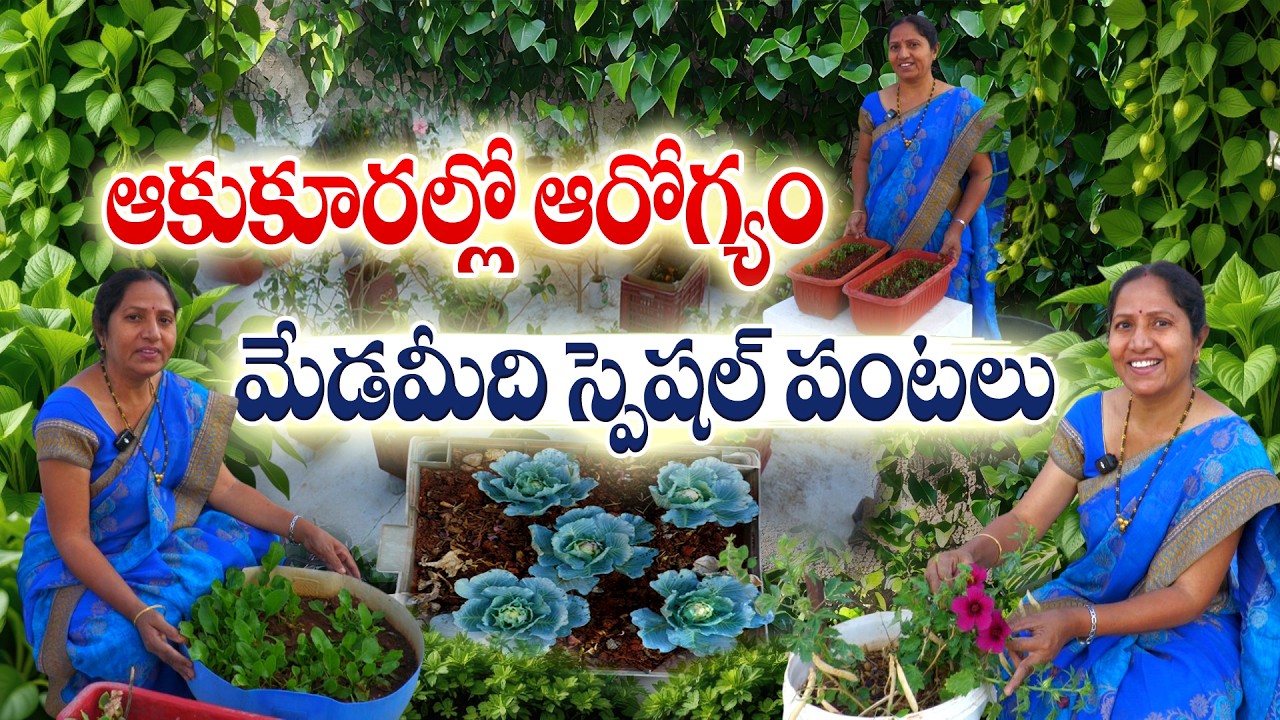 ఖర్చు లేకుండా టెర్రస్ గార్డెన్ సాగు | Vani Reddy Terrace Gardening