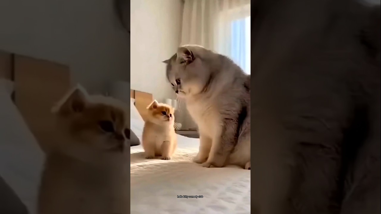Аб маза ая кот 🤣 #смешно #кот #в тренде