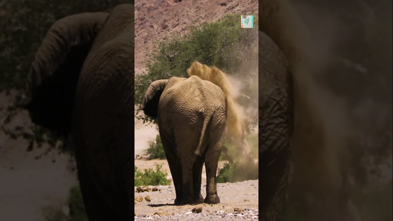 Why Do Elephants Communicate with Infrasound? 🐘🔊