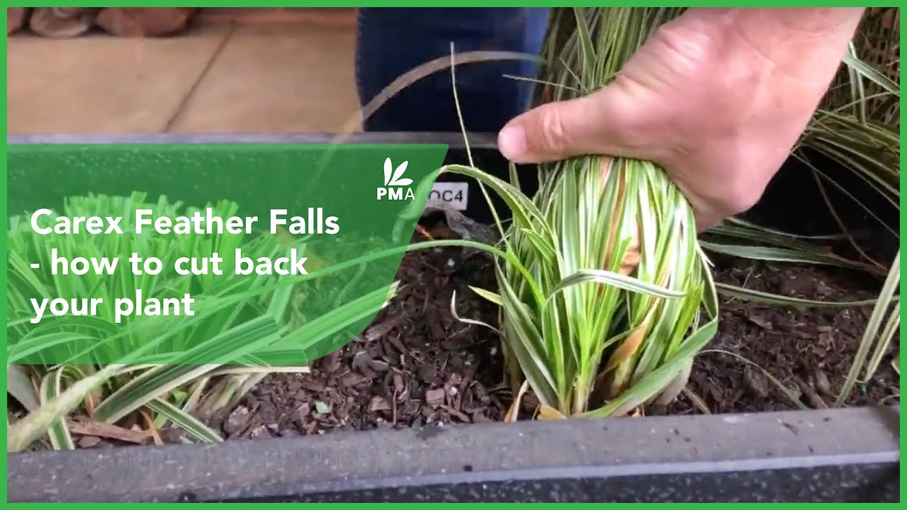 Carex Feather Falls - how to cut back your plant