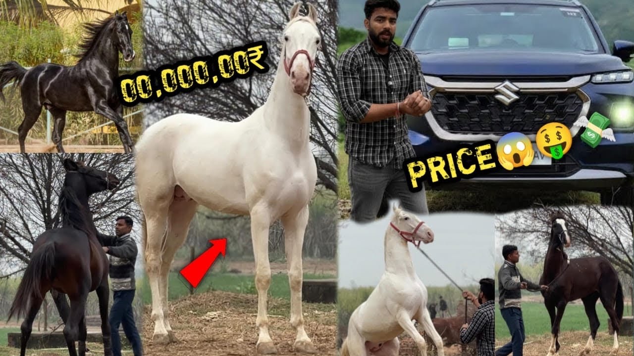 New Farm Pr Show Krwa Diya 😨Kon Hai Best Ghoda 🔥Narshringar Ki Keemat 💲Sab Se महंगा घोड़ा 😱