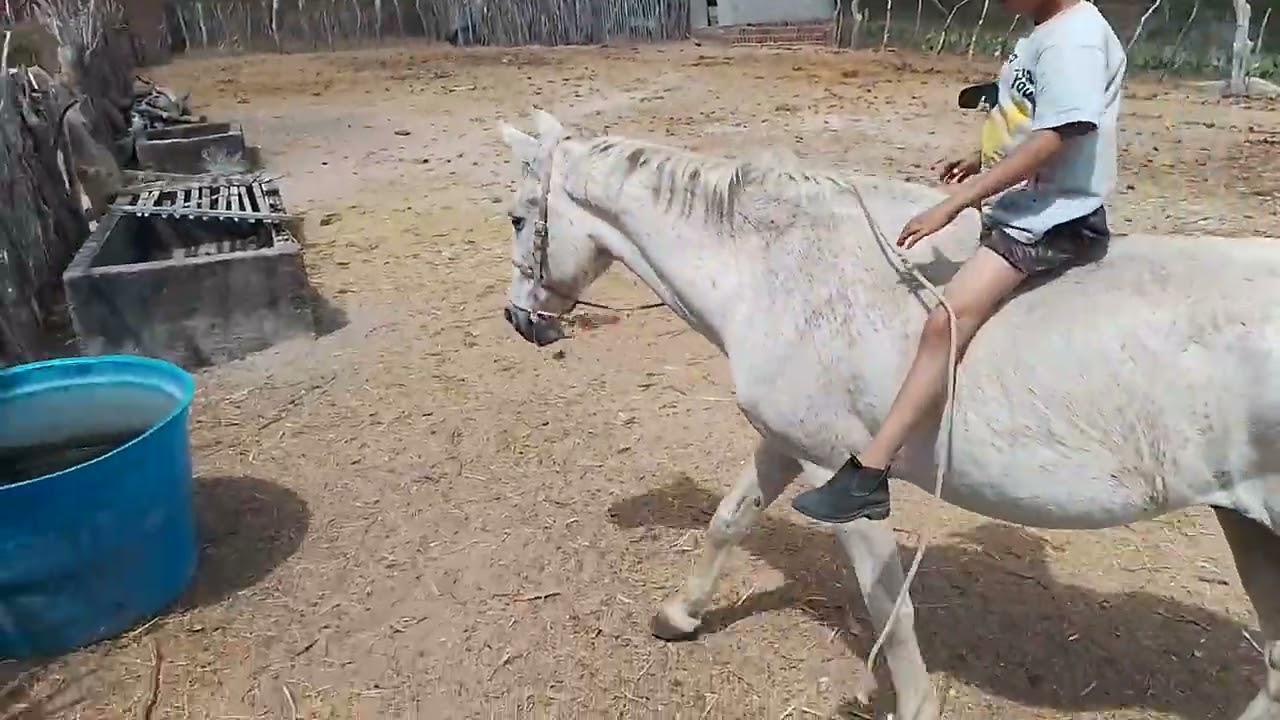 Pegando os cavalos para andar 
