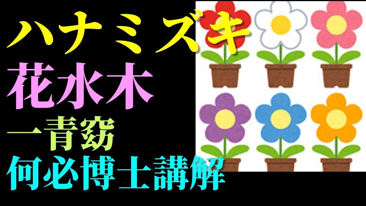 ハナミズキ　花水木中文翻譯講解　一青窈　聽日文歌曲學基礎日語