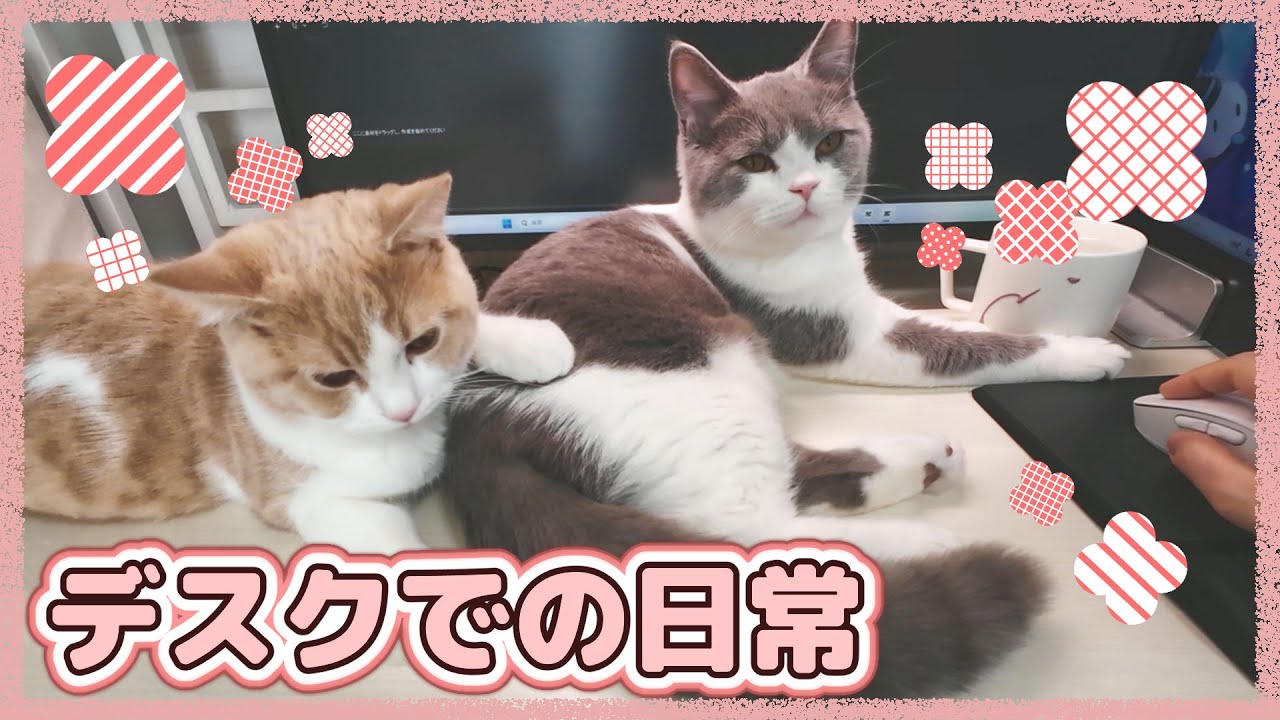 猫たちの日常の過ごし方がそれぞれ特徴的でかわいい