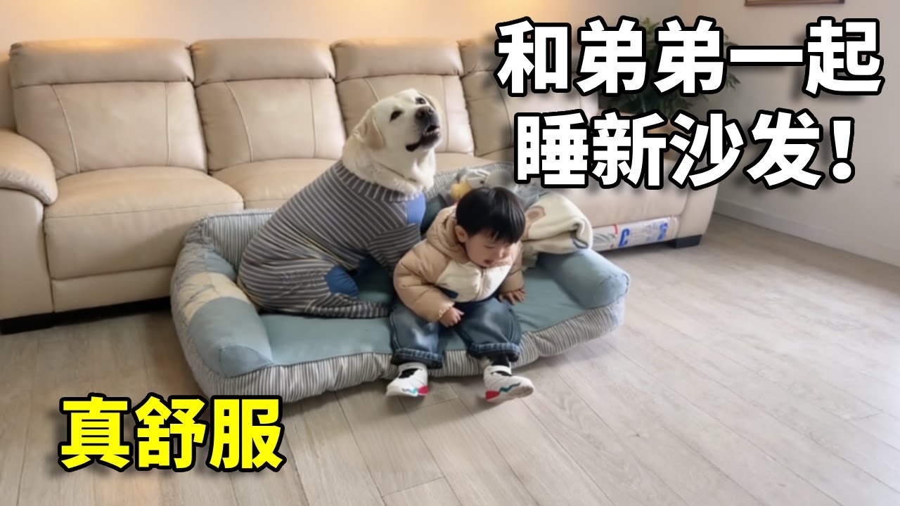 拉宝：这个沙发舒服！#狗狗#日常#搞笑