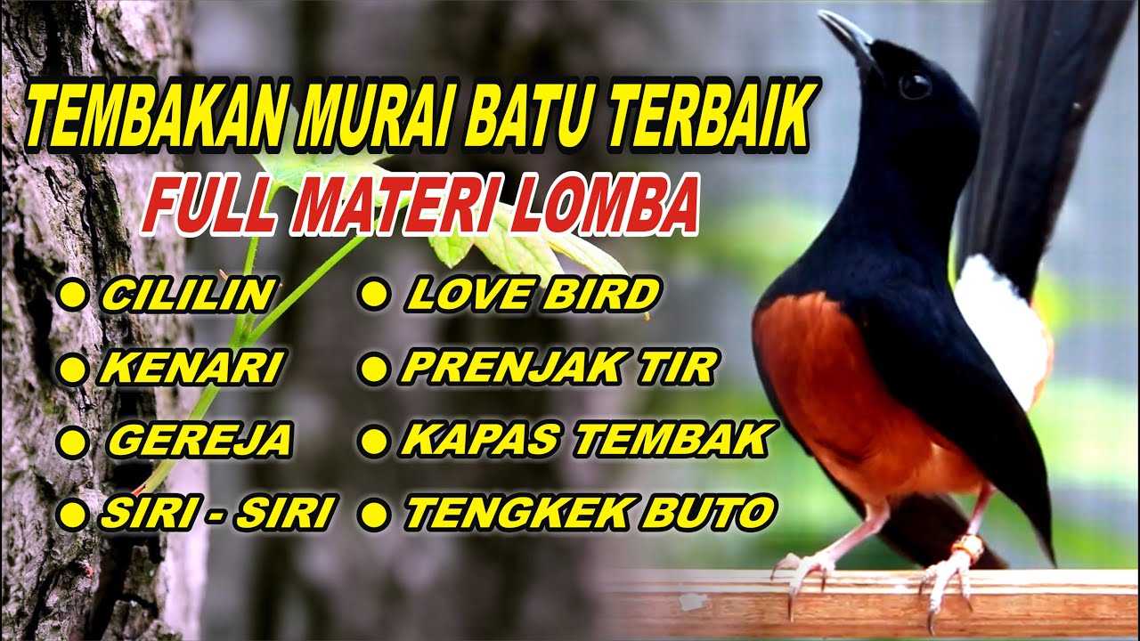 PANCINGAN MURAI BATU BONGKAR ISIAN, NAIKKAN EMOSI MURAI BATU MALAS BUNYI AGAR CEPAT GACOR