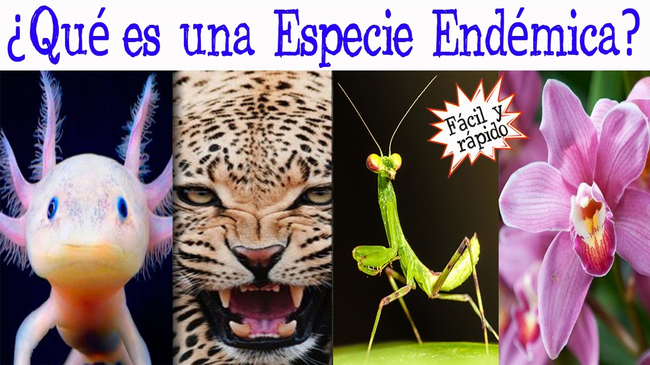 🐝&iquest;Qu&eacute; es una Especie End&eacute;mica?🐠 [F&aacute;cil y R&aacute;pido] | BIOLOG&Iacute;A |