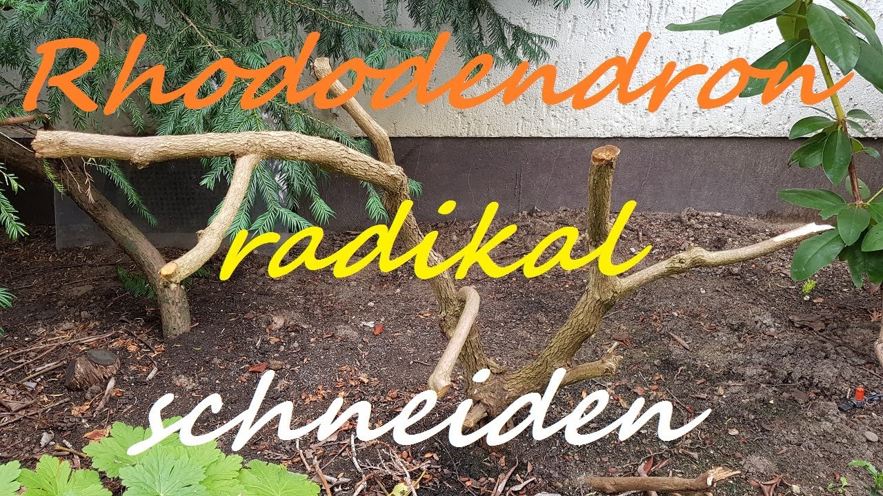 Rhododendron RADIKAL zurück schneiden | #1 Skelettiert