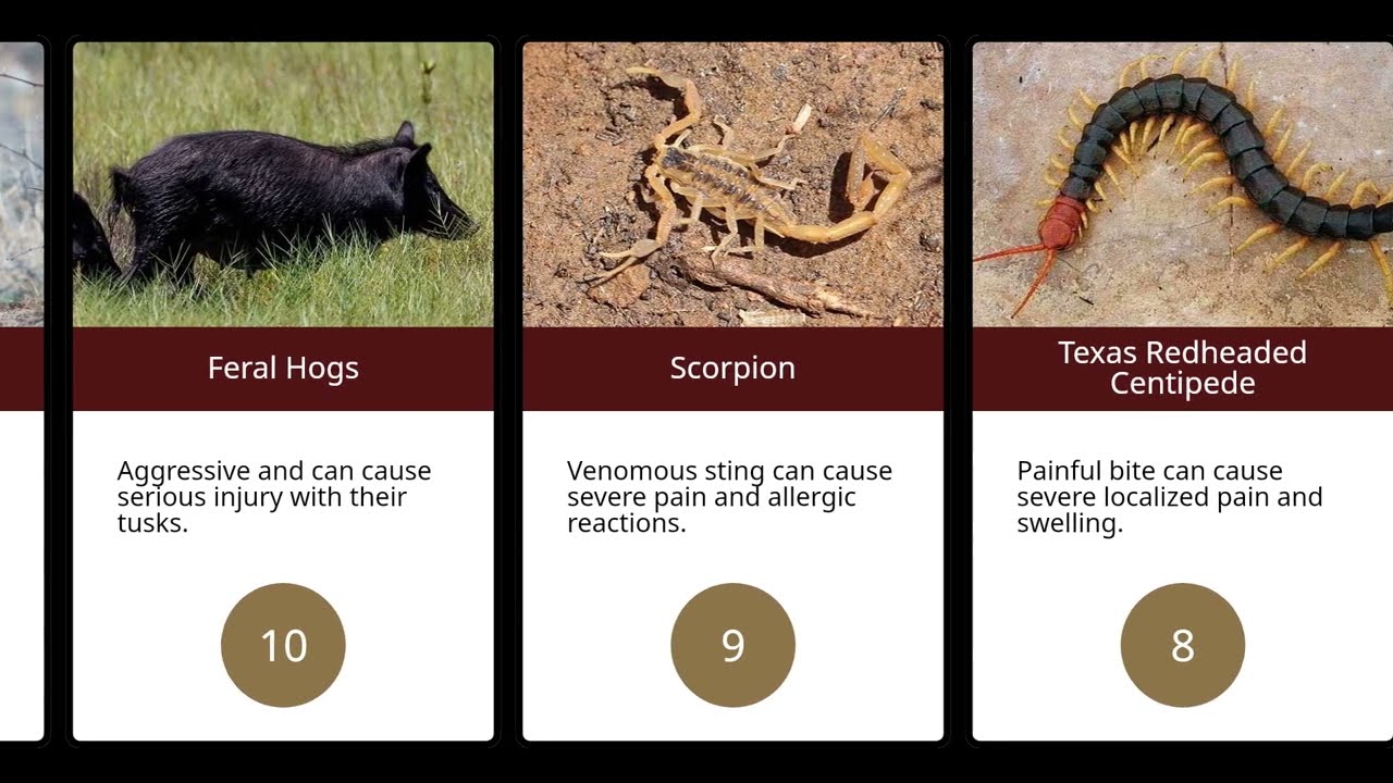 The 30 Most Dangerous Animals in Texas