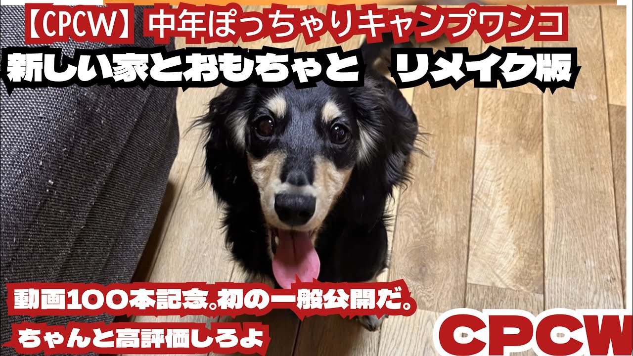 【CPCW】ミニチュアダックス新しい家とおもちゃと（100）