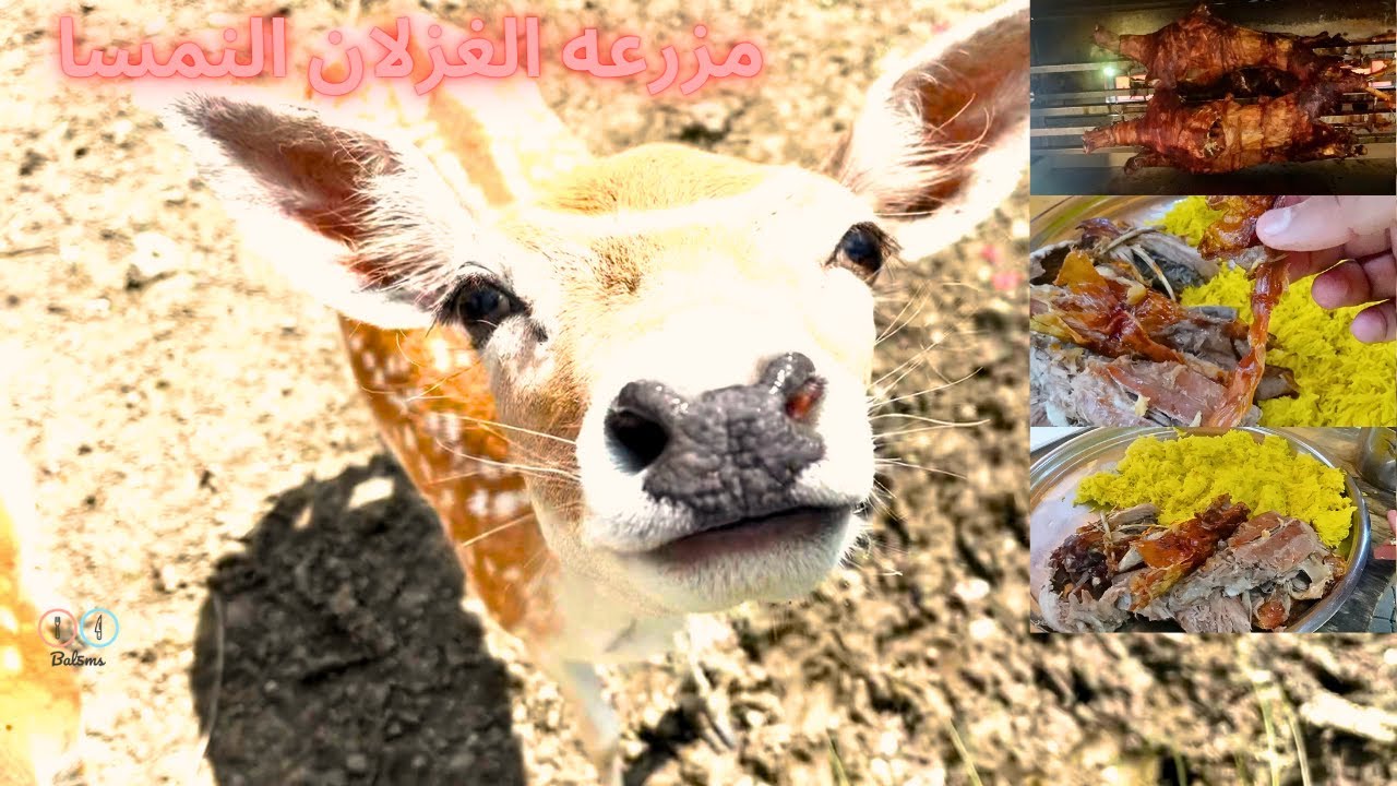 Deer Farm Austria- مزرعه الغزلان في النمسا روووعه