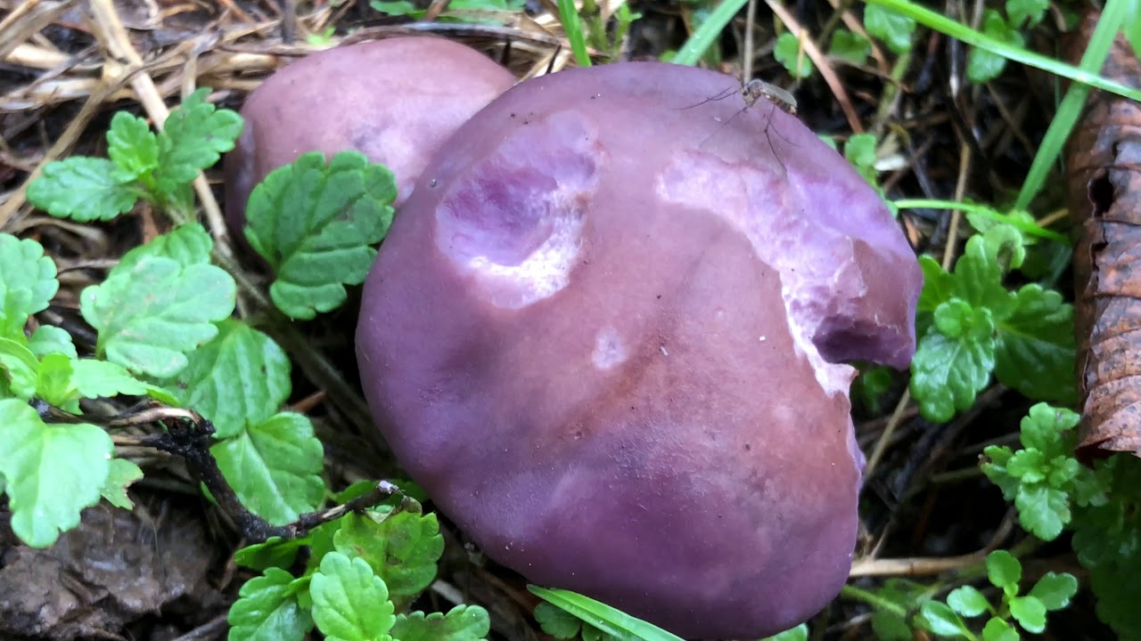 Gassy webcap (Cortinarius traganus) - November 2020