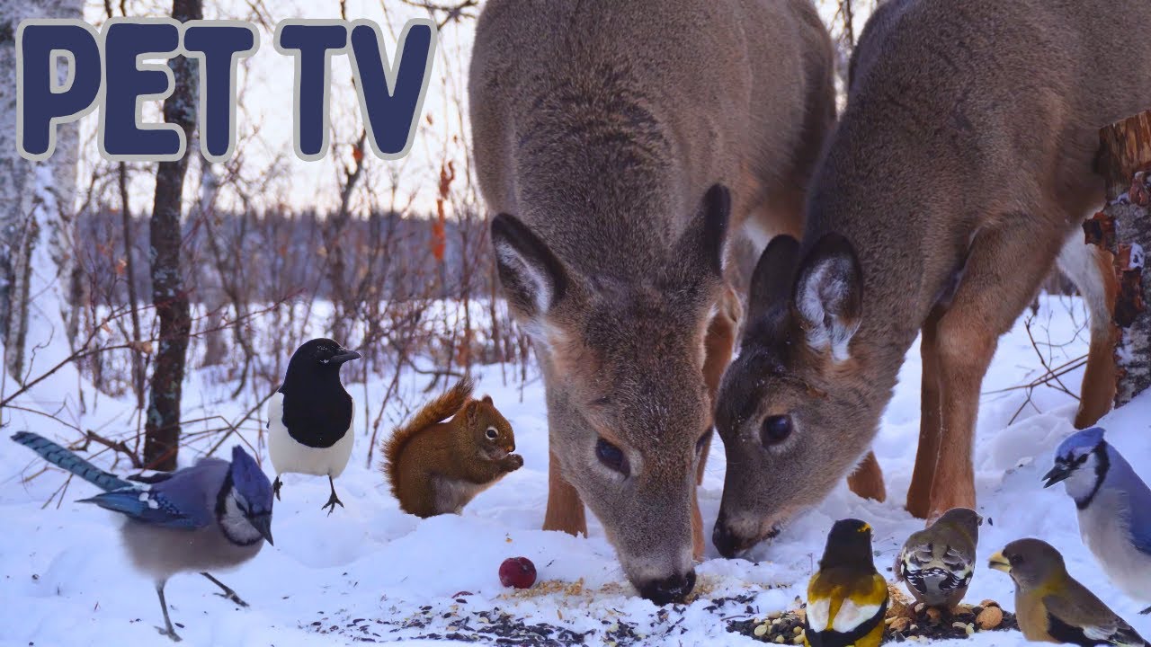 Winter Deer 🦌8 Hours of Relaxing Nature for Pets & Their Owners - Dog TV &bull; Cat TV