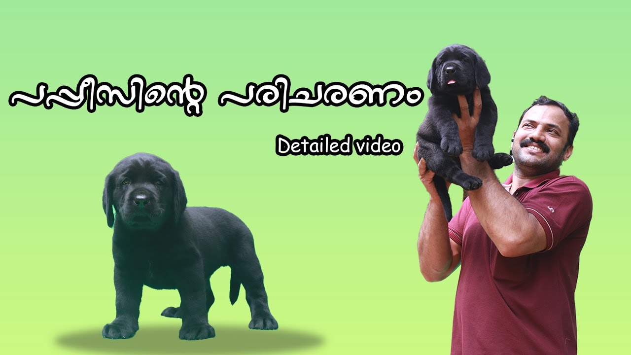 Puppies പരിചരണം അറിയേണ്ടതെല്ലാം