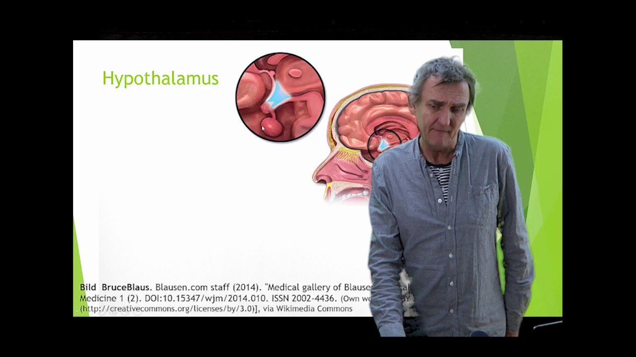 Nervsystemet del 8 ( Cerebellum Hypothalamus Thalamus)