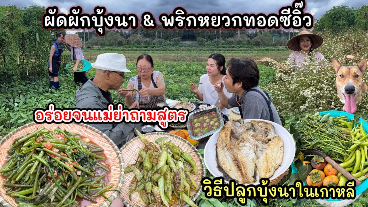 EP.984 ผักบุ้งนางามเต็มสวน เก็บยอดมาผัดกินกับพริกหยวกทอดซีอิ๊ว อร่อยจนแม่ย่าถามสูตรจ้า อาหารบ้าน ๆ 