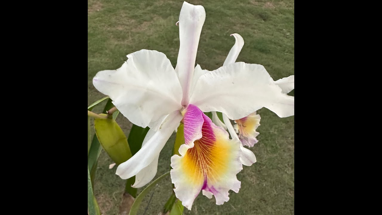 Blooms - Cattleyas & Phal