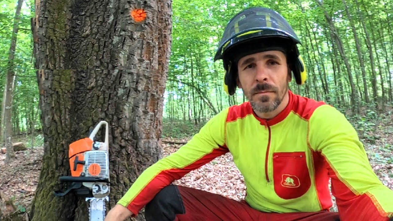 Лесозаготовка и снова большие дубы возле сусла, Stihl ms 461, Zetor Proxima, Amles, Работа в лесу