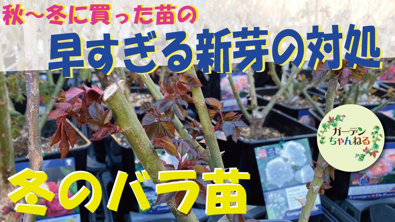 【冬のバラ】葉っぱが出てきた苗はどうするの？