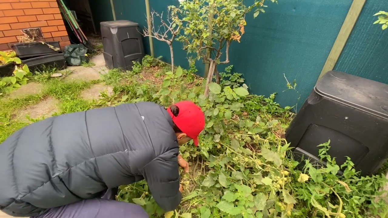 Sadly is Time to Pull Out the Gooseberry Plants- #139 Daily In the Garden