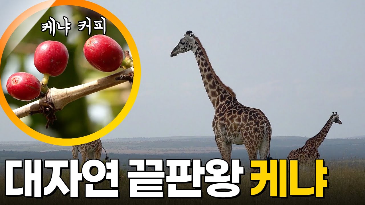 아프리카 케냐 여행  [걸어서세계속으로] KBS 260127 방송