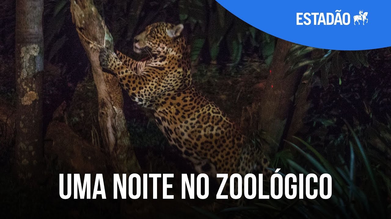 Uma noite no zoológico: passeio leva visitantes a conhecerem os hábitos de animais noturnos