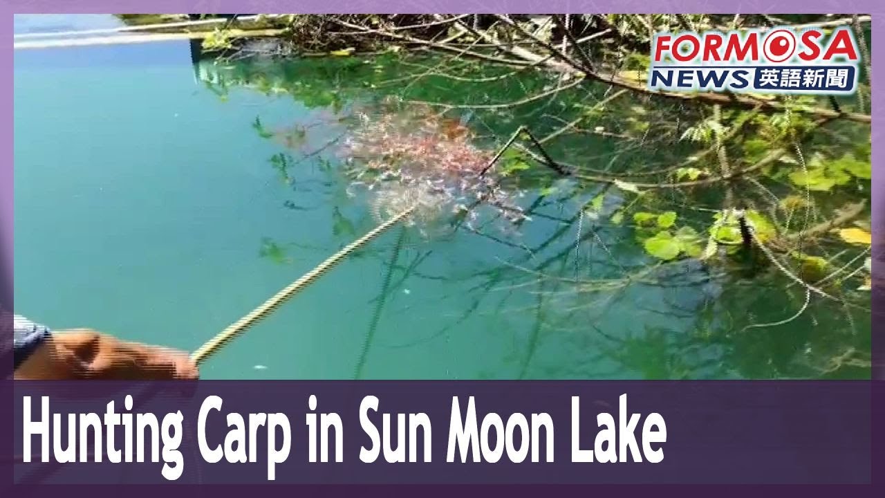 Nantou fights predatory carp that disturb ecology of Sun Moon Lake
