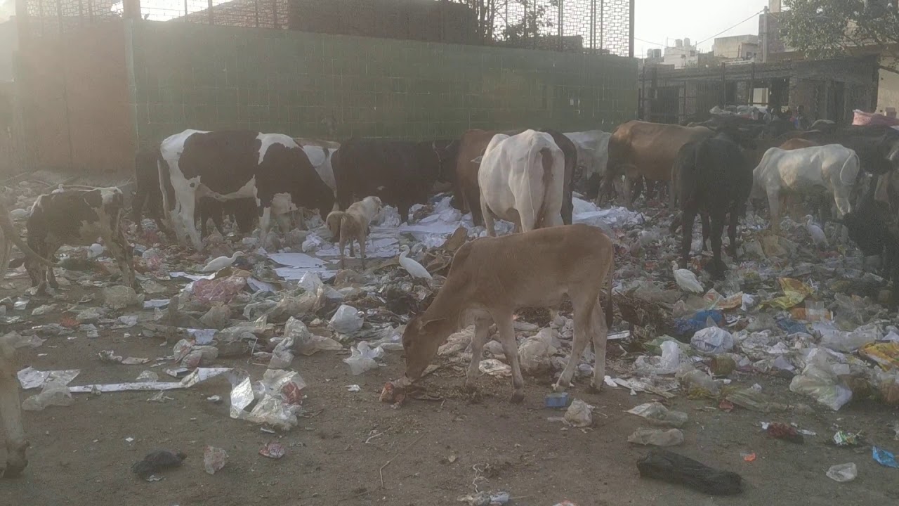 Cow ka ye haal nangli dairy piliya chook new delhi 110043
