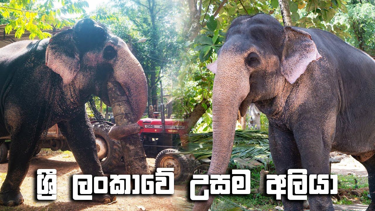 ශ්‍රී ලංකාවේ උසම අලියා | රන්කඩු තාරක Tallest Elephant in Sri Lanka
