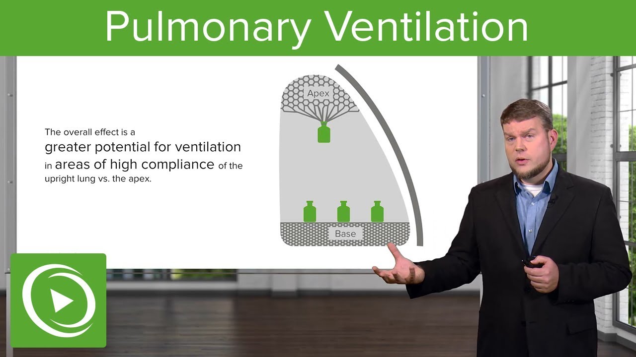 Pulmonary Ventilation: Breathing and Lung Mechanics – Physiology | Lecturio