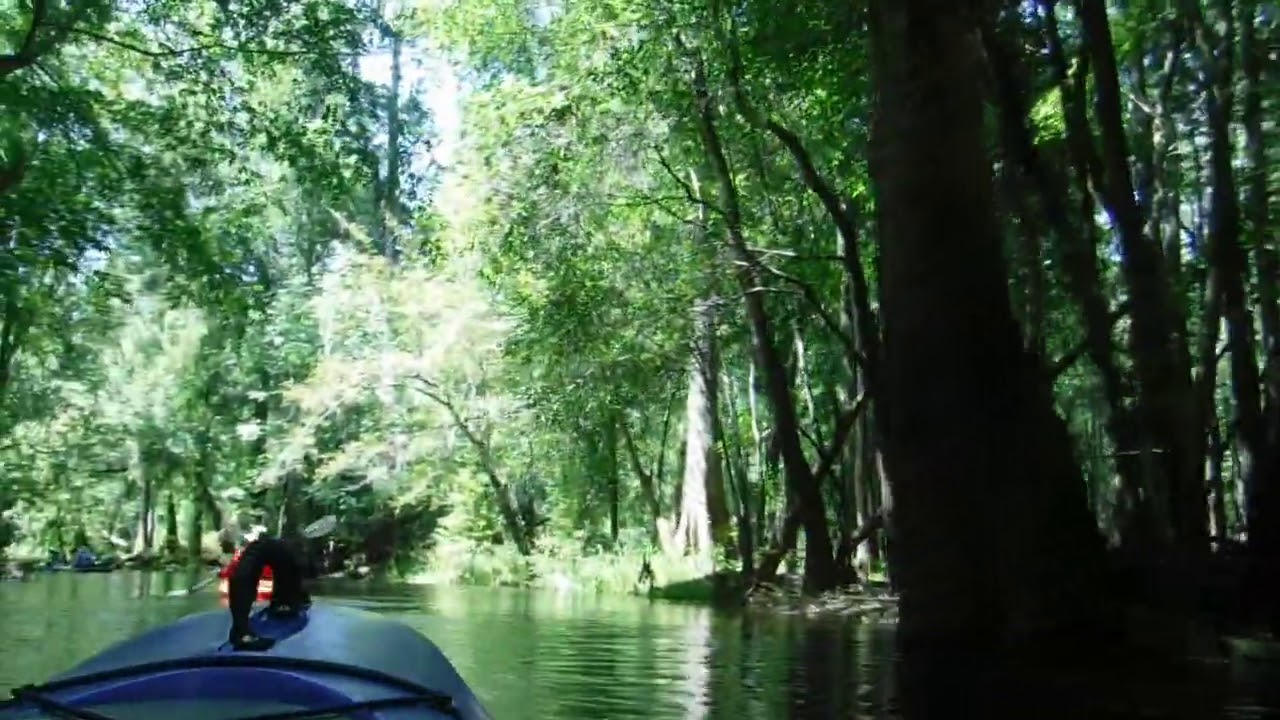 Trout Creek to Morris Bridge Park -  Hillsborough River Kayaking