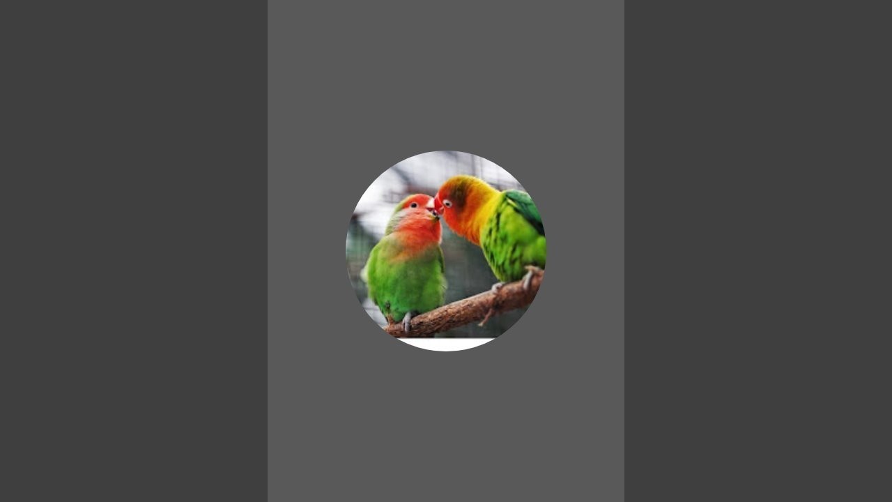 MM Golden Feathers Live is On#pineappleconures#birds #birdsinlove#pets#petslovers #mmgoldenfeathers 