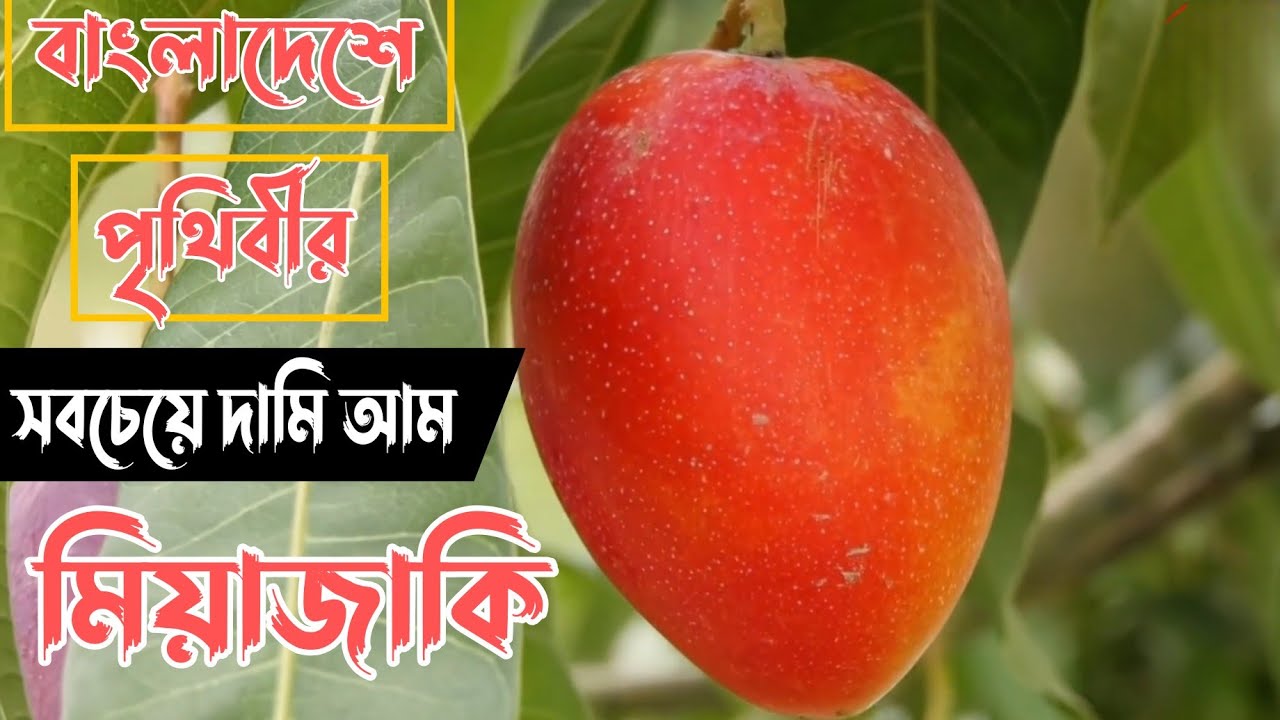 ছাদ বাগানে সূর্যডিম আম চাষ! বিশ্বের সবচেয়ে দামী আম এখন হাতের নাগালে।Miyazaki Mango in Bangladesh