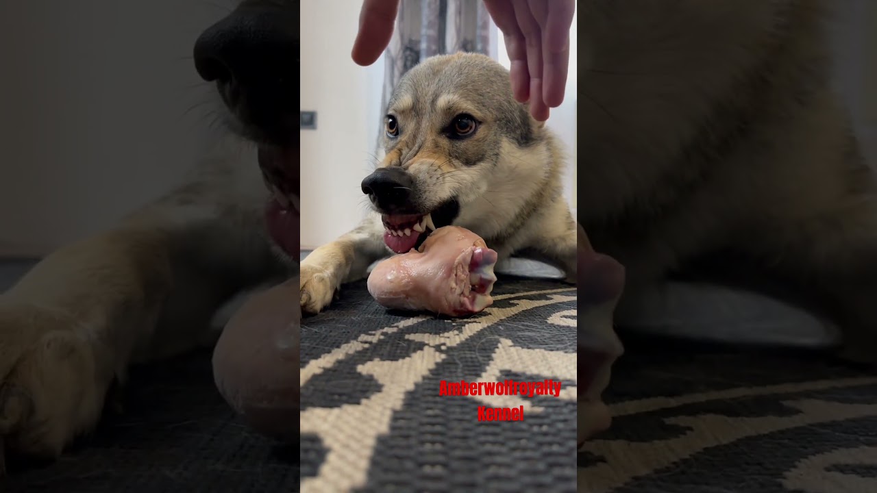 Волк рычит, волк, волчок, влчак, Чехословацкий влчак, волкособ, wolfdog, wolf, dog crawl