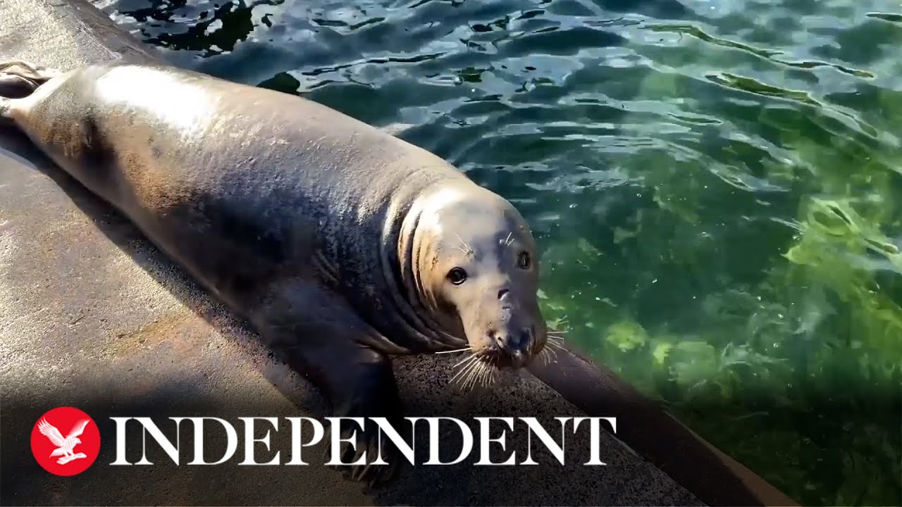 Adorable seals splash around in Cornwall