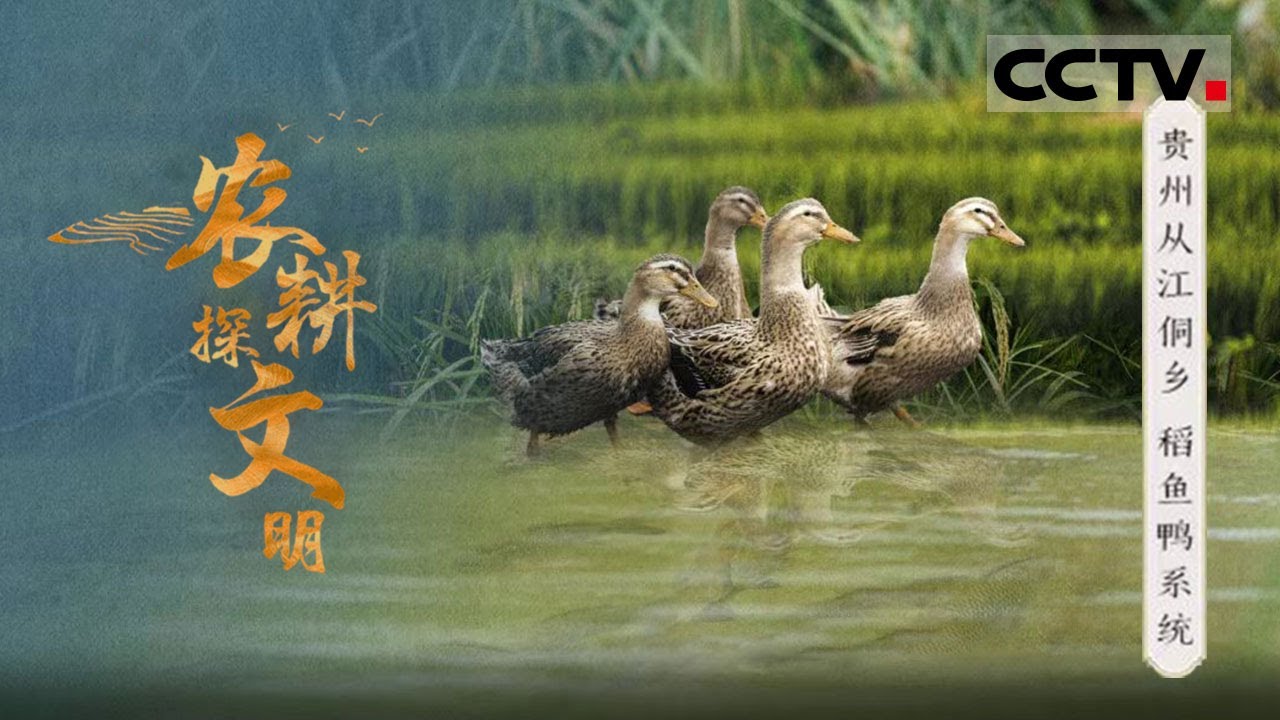 《农耕探文明》22 贵州从江：如何实现稻鱼鸭共生？探索侗乡人极致的土地利用智慧——侗乡稻鱼鸭系统【CCTV纪录】
