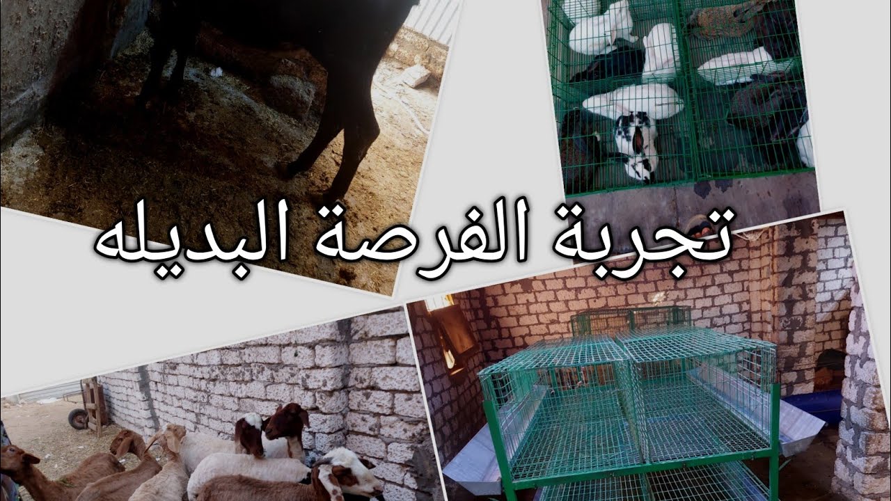 أرانب دواجن أغنام مواشي المشروع المربح بينهم !!!!