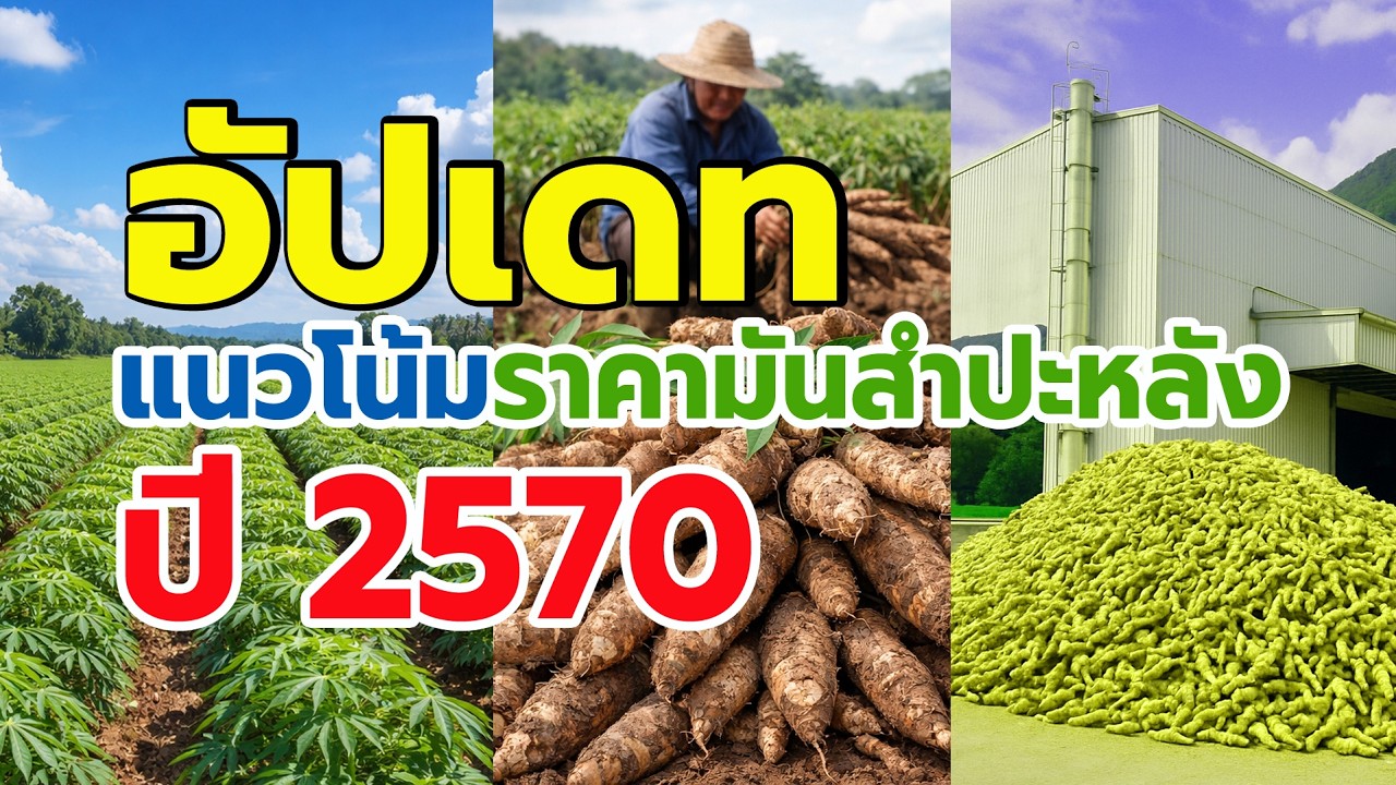 อัปเดทแนวโน้มราคามันสำปะหลังปี 2570