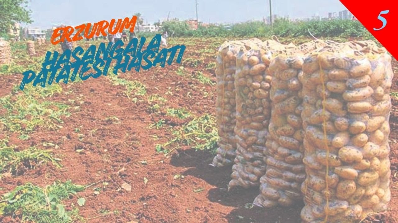 HASANGALA PATATESİ GELDİ 🥔🥔🥔 | FS25 | DeFrieseWouden | BÖLÜM 5