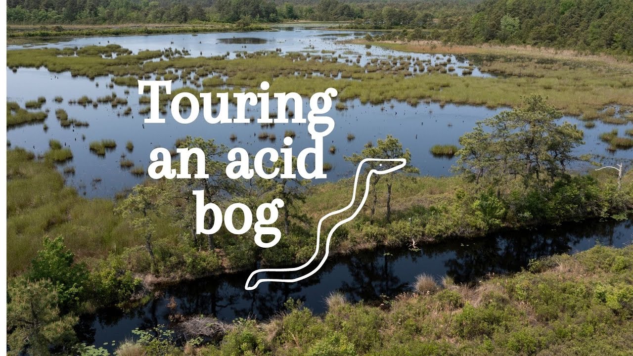 How a cranberry farm in the Pine Barrens transformed into an acid bog