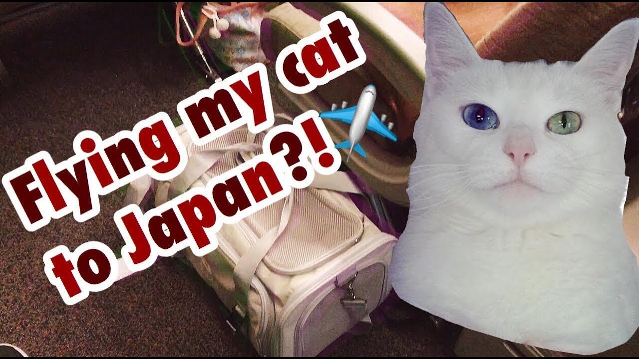 UPDATED - International Travel with a Cat In-cabin from USA to Japan
