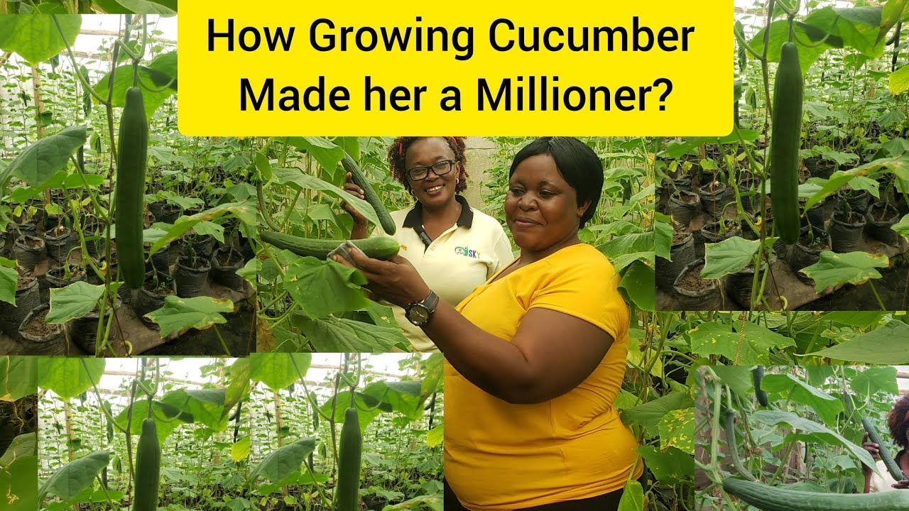 How She Makes Millions from Cucumber growing?