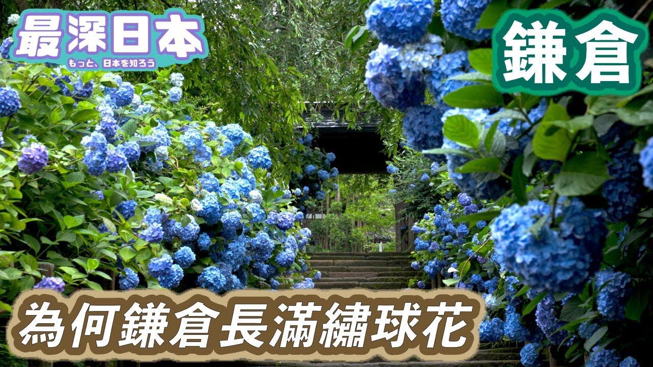 【最深日本】鎌倉特輯 為何開滿繡球花？ | 大佛原來露天超過500年 | 不能登錄成為世界遺產的原因【今昔城市物語】